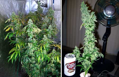 This is a Sour Diesel plant just before harvest, as well as a closeup of one of the biggest colas!