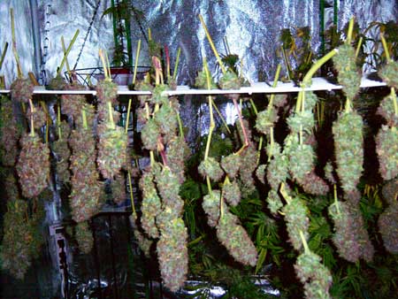 These drying Super Purple Haze buds are partly purple