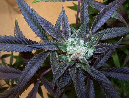 Super Purple Haze Buds - leaves are bright purple, though buds are still mostly green