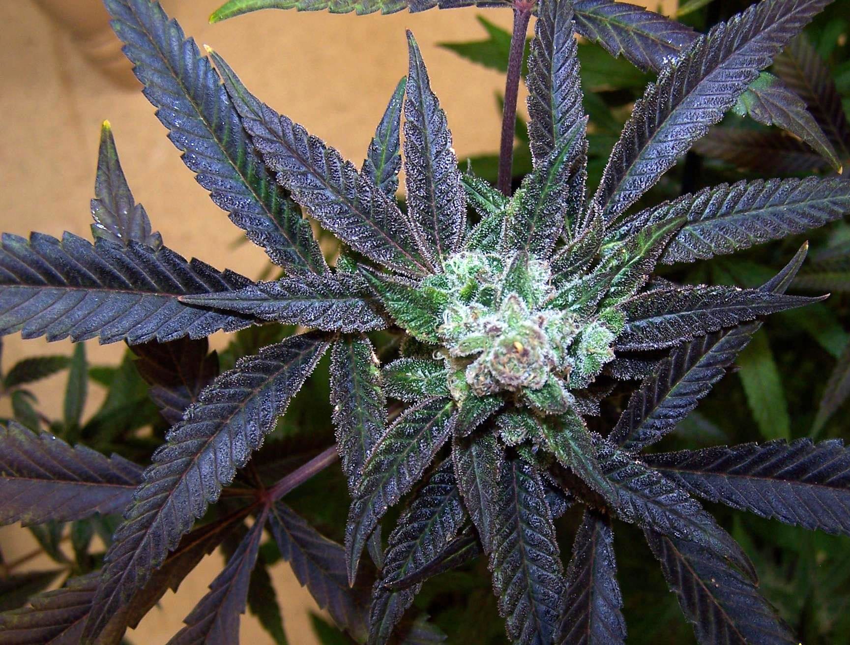 How to Grow Pink or Purple Cannabis Buds Grow Weed Easy