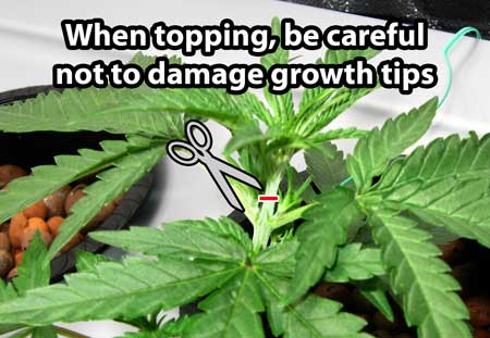 Be careful not to damage your growth tips when topping - these will become new main stems, and this "elbow" is also where buds form. When cutting through a stem, be careful not to damage the growing tips at the base of each leaf. These will become your two new stems.