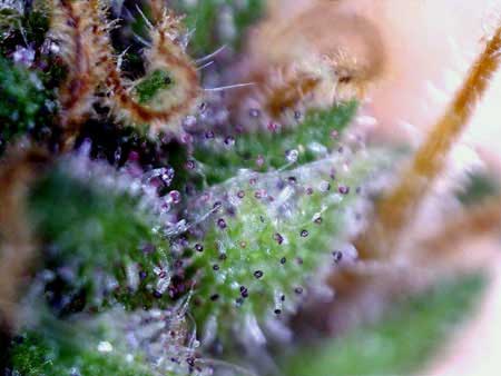 Example of cannabis trichomes turning purple