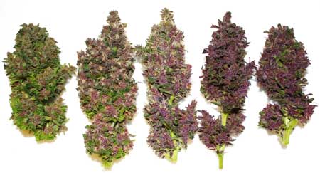 Example of "Smooth Smoke" pink buds by Paradise Seeds