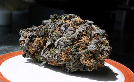 Vadar x Granddaddy Purple cannabis nug - DARK purple!