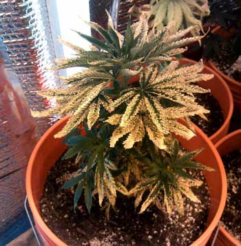 This is a very sick cannabis plant - in this case it was caused by severe over-nuteing