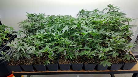 Young cannabis plants before stake supports