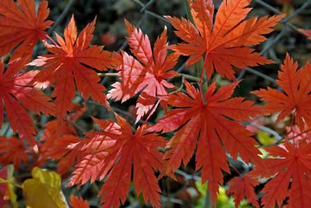 Certain plants will produce more vibrant and long-lasting colors in acidic or low pH soil