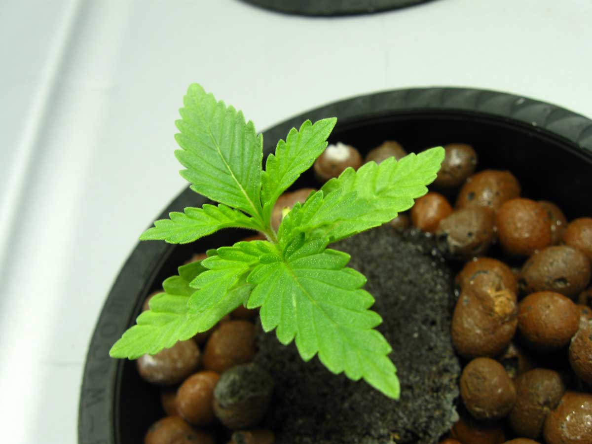 female weed seedlings