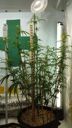 Example of a Sativa cannabis plant in the flowering stage that is stretching a lot and getting far taller in a very short amount of time!