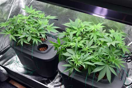 Example of two happy vegetative marijuana plants growing in DWC hydroponic tubs