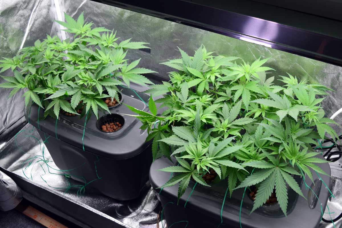 III. Setting Up a Hydroponic Cannabis Farm