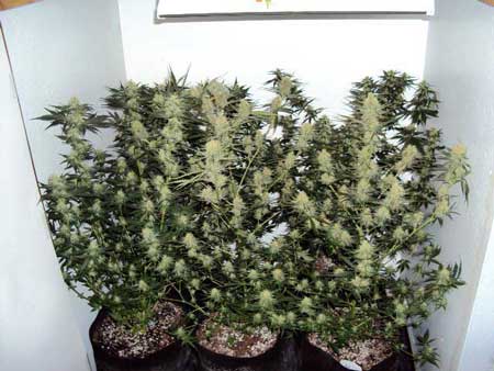 Biggest buds on these cannabis plants are at the top. By the time you get to the bottom the buds are very small