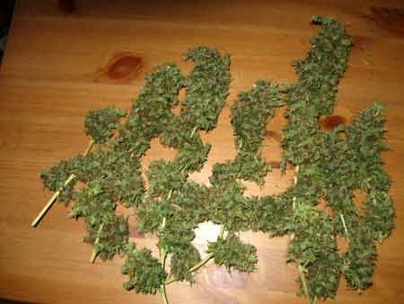 Example of cannabis buds from a Sativa plant that was just harvested