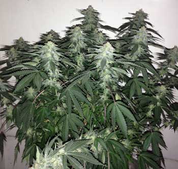 This cannabis plant would have gotten better yields if it had been defoliated in the early flowering stage