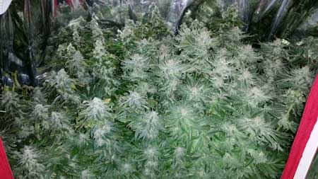 Example of cannabis plants that would have gotten bigger yields with defoliation