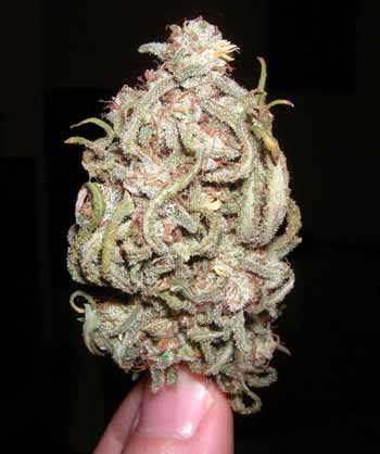 Example of dried but untrimmed Blue Dream bud - a Sativa-leaning cannabis hyrbrid