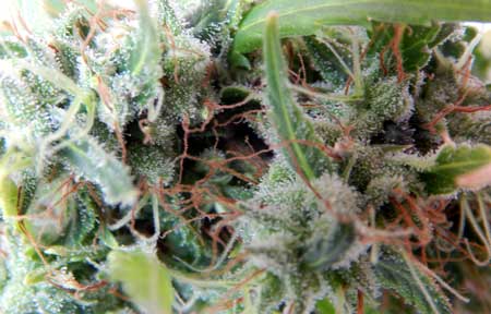 Example of Cannabis Sativa trichomes that are ready to harvest (on the early side)