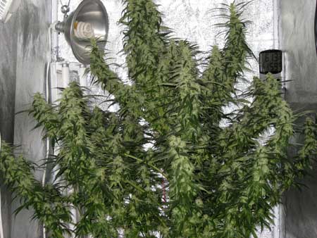 Example of a huge cannabis plant that was defoliated and as a result produced amazing yields with huge, long rock hard buds!