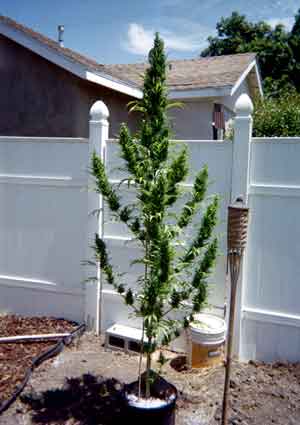 Example of an outdoor Sativa marijuana strain - this plant thrived outdoors