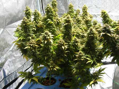 Example of a plant under a 600W HPS grow light that could have gotten better yields if it has been allowed to grow a little bigger in the vegetative stage before being switch to flowering.