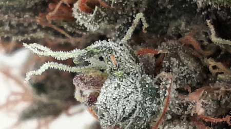 Example of trichomes on Sativa plant that are ready to harvest - mostly cloudy with a few clear here and there