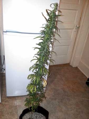 Example of a Sativa plant with one long cola - you can get a lot of bud off even a very thin Sativa marijuana plant this way!