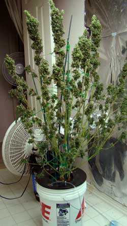 Example of a Sativa plant that was allowed to get a little too tall - but still produced great bud!