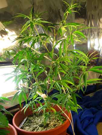 Example of a fast-growing, long thin Sativa plant 