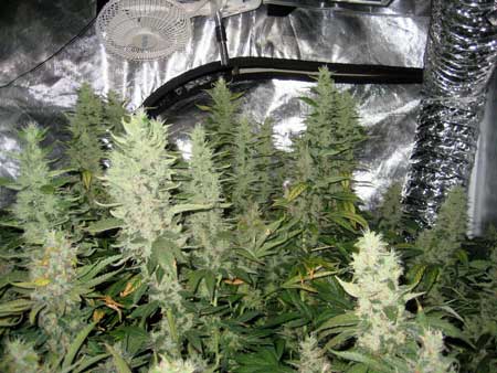 Example of Sativa plants that have been trained to grow wide and flat, so that many big colas can be kept close to the light