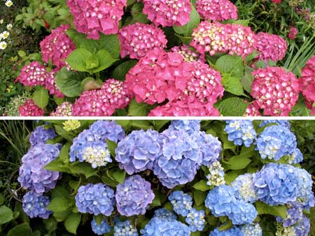 Example of Hydrangea Macrophylla flowers, which can appear either blue or pink depending on the pH of the soil