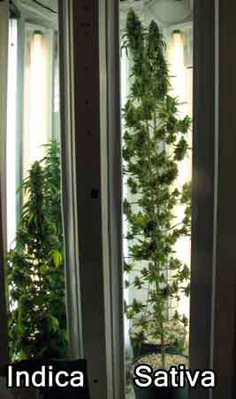 An example of an Indica and a Sativa plant grown together in the same environment from seed.