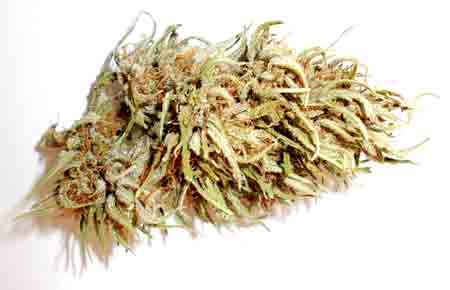 Leafy dried buds of a "pure" cannabis Sativa - looks a lot different from your standard dispensary bud!