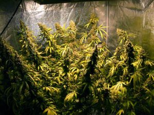 Happy flowering cannabis plants