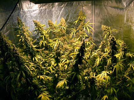 How tall can a marijuana plant grow