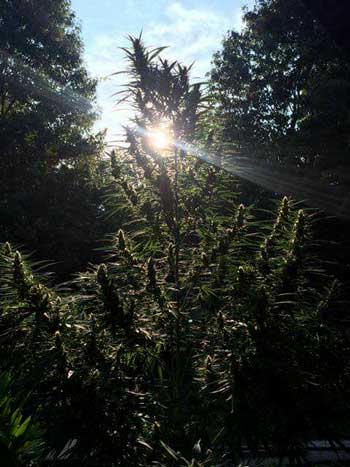 Sativa leaning cannabis plants love growing outdoors with unlimited space!