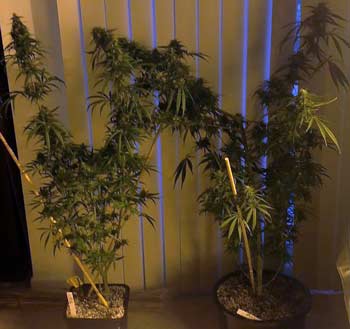 Example of two "Panama" strain Sativa marijuana plants. THey produce huge yields and top notch effects, but tend to get very big and tall very fast!