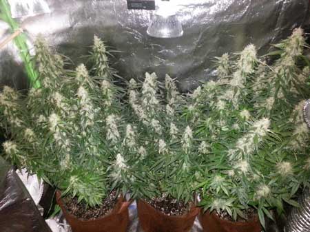 Example of a beautiful cannabis canopy full of buds - these plants were just the right height at harvest