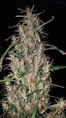 Example of a pure Sativa cannabis strain, the colas / buds have long airy foxtails and a leafy, wild appearance
