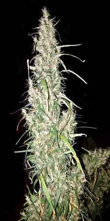 Example of the main cola / bud of a Sativa marijuana strain right before harvest