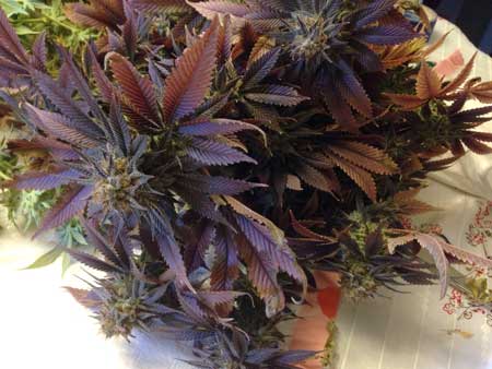 It's unknown why pH near the roots affect the color of cannabis plants