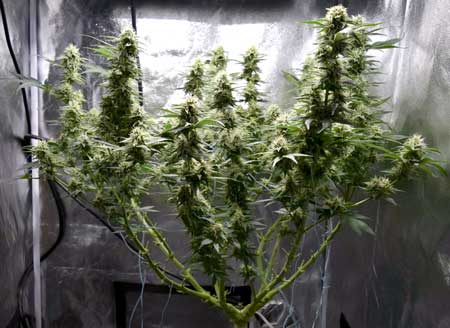 Example of a marijuana plant that was lollipopped too far up