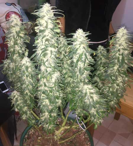 Example of a defoliated marijuana plant that has massive buds and great yields for its size! 110 grams off this one plant!