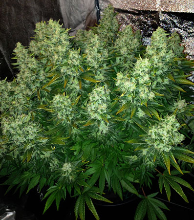 Example of a cannabis plant with huge, hefty buds