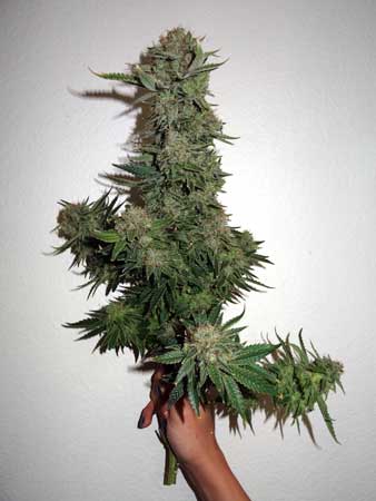 How tall does cannabis grow