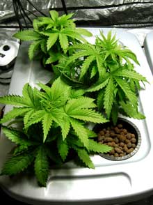 Example of three happy cannabis plants in the vegetative stage living in a hydroponic reservoir
