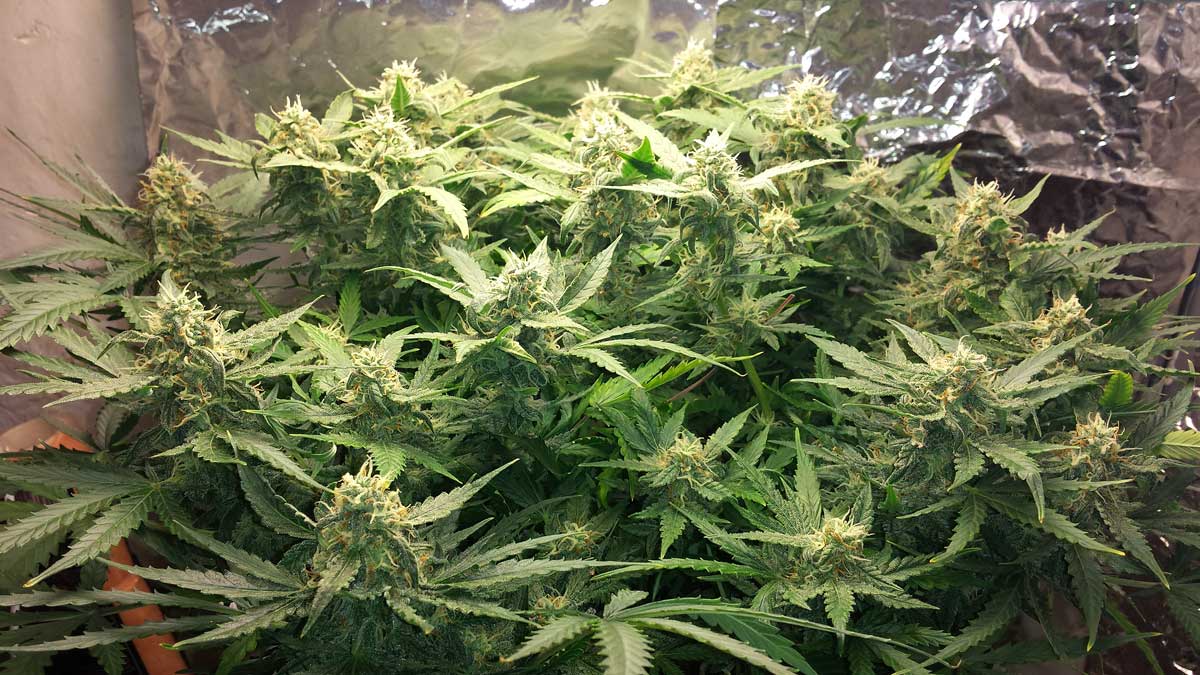 How to Train AutoFlowering Plants for Bigger Yields Grow Weed Easy
