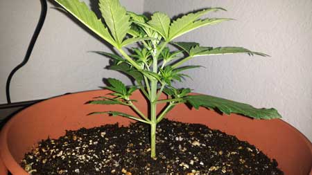 Example of an auto-flowering plant that is at the upper limit of when to be topped