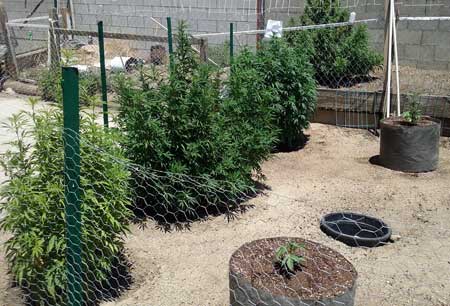 Example of bushy and happy outdoor cannabis plants