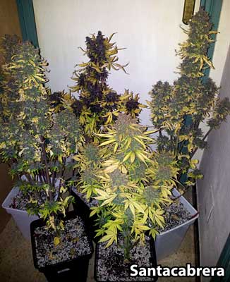 Example of various Black Cream auto cannabis plants by Sweet Seeds