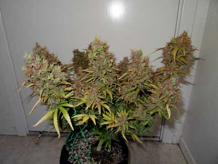 Coco coir does really well with auto-flowering marijuana strains, and can produce some beefy buds!